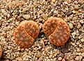 Нажмите на изображение для увеличения.

Название:	Lithops_pseudotruncatella_fa_alpina_C381.jpg
Просмотров:	179
Размер:	211.0 Кб
ID:	341968