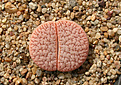 Нажмите на изображение для увеличения.

Название:	Lithops_pseudotruncatella_farinosa_C245.jpg
Просмотров:	181
Размер:	176.3 Кб
ID:	341969