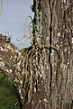 Нажмите на изображение для увеличения.

Название:	Rhipsalis_sp_KVJ050_IMG_1924.jpg
Просмотров:	139
Размер:	248.2 Кб
ID:	341976