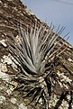 Нажмите на изображение для увеличения.

Название:	Tillandsia_KVJ50_IMG_1929.jpg
Просмотров:	136
Размер:	199.7 Кб
ID:	341978