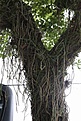 Нажмите на изображение для увеличения.

Название:	Resistencia_IMG_1961.jpg
Просмотров:	141
Размер:	164.3 Кб
ID:	341985