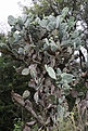 Нажмите на изображение для увеличения.

Название:	Opuntia_quimilo_KVJ051_IMG_2006.jpg
Просмотров:	140
Размер:	214.5 Кб
ID:	341995