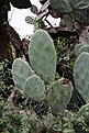 Нажмите на изображение для увеличения.

Название:	Opuntia_quimilo_KVJ052_IMG_2060.jpg
Просмотров:	139
Размер:	139.2 Кб
ID:	342001