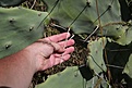 Нажмите на изображение для увеличения.

Название:	Opuntia_sp_KVJ053_IMG_2064.jpg
Просмотров:	136
Размер:	118.5 Кб
ID:	342002