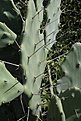Нажмите на изображение для увеличения.

Название:	Opuntia_sp_KVJ053_IMG_2066.jpg
Просмотров:	140
Размер:	125.1 Кб
ID:	342003