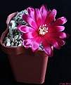 Нажмите на изображение для увеличения.

Название:	Sulcorebutia albida.JPG
Просмотров:	133
Размер:	142.9 Кб
ID:	342027