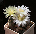 Нажмите на изображение для увеличения.

Название:	Gymnocalycium_andreae_pabloi_VG1176.jpg
Просмотров:	145
Размер:	178.6 Кб
ID:	342031