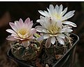 Нажмите на изображение для увеличения.

Название:	Gymnocalycium_carolinense_VG1154.jpg
Просмотров:	138
Размер:	239.7 Кб
ID:	342032