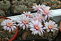 Нажмите на изображение для увеличения.

Название:	Gymnocalycium_papschii_GN4190_San_Javier_Cord.jpg
Просмотров:	140
Размер:	231.5 Кб
ID:	342033