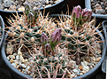 Нажмите на изображение для увеличения.

Название:	Gymnocalycium_neuhuberii_GN.jpg
Просмотров:	397
Размер:	204.7 Кб
ID:	342041