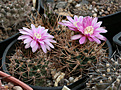 Нажмите на изображение для увеличения.

Название:	Gymnocalycium_neuhuberii_GN_.jpg
Просмотров:	441
Размер:	215.9 Кб
ID:	342042