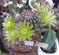 Нажмите на изображение для увеличения.

Название:	E. viridiflorus.jpg
Просмотров:	132
Размер:	255.4 Кб
ID:	342044