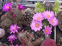 Нажмите на изображение для увеличения.

Название:	flower group.jpg
Просмотров:	135
Размер:	274.4 Кб
ID:	342048