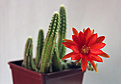Нажмите на изображение для увеличения.

Название:	Chamaecereus silvestrii.jpg
Просмотров:	127
Размер:	190.5 Кб
ID:	342064