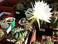 Нажмите на изображение для увеличения.

Название:	Echinopsis subdenudata.JPG
Просмотров:	130
Размер:	116.9 Кб
ID:	342068