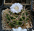 Нажмите на изображение для увеличения.

Название:	Gymnocalycium_monvillei_coloratum_GN318a.jpg
Просмотров:	408
Размер:	210.2 Кб
ID:	342073