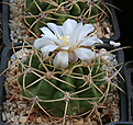 Нажмите на изображение для увеличения.

Название:	Gymnocalycium_monvillei_coloratum_GN318a_.jpg
Просмотров:	405
Размер:	241.9 Кб
ID:	342074