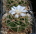 Нажмите на изображение для увеличения.

Название:	Gymnocalycium_monvillei_coloratum_GN318a_.jpg
Просмотров:	368
Размер:	241.9 Кб
ID:	342074