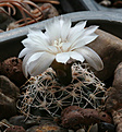 Нажмите на изображение для увеличения.

Название:	Gymnocalycium_bruchii-parvulum_complex_JPR92-103-248.jpg
Просмотров:	114
Размер:	205.7 Кб
ID:	342078