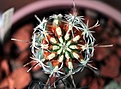 Нажмите на изображение для увеличения.

Название:	Sclerocactus pubispinus RP129_3y_4.14.JPG
Просмотров:	251
Размер:	75.3 Кб
ID:	342085
