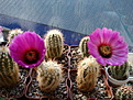 Нажмите на изображение для увеличения.

Название:	Echinocereus reichenbachii ssp. baileyi.JPG
Просмотров:	126
Размер:	123.8 Кб
ID:	342087