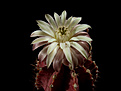 Нажмите на изображение для увеличения.

Название:	Gymnocalycium_anisitsii.jpg
Просмотров:	148
Размер:	238.3 Кб
ID:	342088