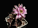 Нажмите на изображение для увеличения.

Название:	Gymnocalycium_friedrichii.jpg
Просмотров:	149
Размер:	245.1 Кб
ID:	342090