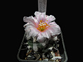 Нажмите на изображение для увеличения.

Название:	Turbinicarpus_lophophoroides.jpg
Просмотров:	144
Размер:	176.8 Кб
ID:	342092