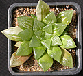 Нажмите на изображение для увеличения.

Название:	Haworthia_cymXpicta.jpg
Просмотров:	206
Размер:	187.4 Кб
ID:	342107