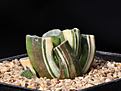 Нажмите на изображение для увеличения.

Название:	Haworthia_maughanii_variegated.jpg
Просмотров:	179
Размер:	151.9 Кб
ID:	342108