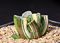 Нажмите на изображение для увеличения.

Название:	Haworthia_maughanii_variegated2.jpg
Просмотров:	201
Размер:	167.3 Кб
ID:	342109