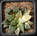 Нажмите на изображение для увеличения.

Название:	Haworthia_retXest_var.jpg
Просмотров:	213
Размер:	205.3 Кб
ID:	342110