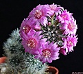 Нажмите на изображение для увеличения.

Название:	Mammillaria zeilmanniana.JPG
Просмотров:	123
Размер:	221.7 Кб
ID:	342115