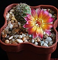Нажмите на изображение для увеличения.

Название:	Sulcorebutia tarabucoensis v.aureiflora WR 479.JPG
Просмотров:	137
Размер:	175.7 Кб
ID:	342117