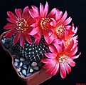 Нажмите на изображение для увеличения.

Название:	Rebutia grandiflora.JPG
Просмотров:	137
Размер:	198.0 Кб
ID:	342121