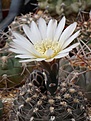 Нажмите на изображение для увеличения.

Название:	Gymnocalycium taningaense P212.JPG
Просмотров:	149
Размер:	115.4 Кб
ID:	342128