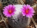 Нажмите на изображение для увеличения.

Название:	Mammillaria herrerae.JPG
Просмотров:	125
Размер:	154.0 Кб
ID:	342129