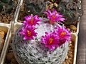 Нажмите на изображение для увеличения.

Название:	Mammillaria humboldtii.JPG
Просмотров:	140
Размер:	178.6 Кб
ID:	342130