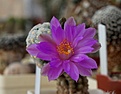 Нажмите на изображение для увеличения.

Название:	Mammillaria theresae.JPG
Просмотров:	141
Размер:	98.1 Кб
ID:	342131