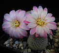 Нажмите на изображение для увеличения.

Название:	Rebutia narvaecensis.jpg
Просмотров:	133
Размер:	240.7 Кб
ID:	342132