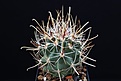 Нажмите на изображение для увеличения.

Название:	Sclerocactus whipplei ssp. busekii SB 1086.jpg
Просмотров:	282
Размер:	66.8 Кб
ID:	342159