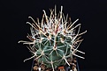 Нажмите на изображение для увеличения.

Название:	Sclerocactus whipplei ssp. busekii SB 1086.jpg
Просмотров:	260
Размер:	66.8 Кб
ID:	342159