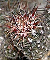 Нажмите на изображение для увеличения.

Название:	10_Sclerocactus_whipplei___.jpg
Просмотров:	288
Размер:	26.7 Кб
ID:	342160