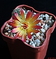 Нажмите на изображение для увеличения.

Название:	Sulcorebutia tarabucoensis v.aureiflora WR 479.JPG
Просмотров:	139
Размер:	150.6 Кб
ID:	342164