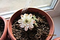 Нажмите на изображение для увеличения.

Название:	Gymnocalycium (2).JPG
Просмотров:	105
Размер:	174.3 Кб
ID:	342172