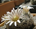 Нажмите на изображение для увеличения.

Название:	Mammillaria_lasiacantha_SB500.JPG
Просмотров:	213
Размер:	229.6 Кб
ID:	342221
