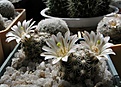 Нажмите на изображение для увеличения.

Название:	Mammillaria_coahuilensis.JPG
Просмотров:	237
Размер:	237.7 Кб
ID:	342222