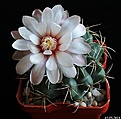 Нажмите на изображение для увеличения.

Название:	Gymnocalycium leptanthum...JPG
Просмотров:	91
Размер:	192.2 Кб
ID:	342223