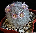 Нажмите на изображение для увеличения.

Название:	Mammillaria bocasana v.roseiflora..JPG
Просмотров:	85
Размер:	259.5 Кб
ID:	342224