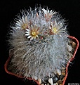 Нажмите на изображение для увеличения.

Название:	Mammillaria bocasana..JPG
Просмотров:	97
Размер:	242.3 Кб
ID:	342225